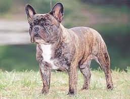 �����Ƒ��Ɍ}����O��